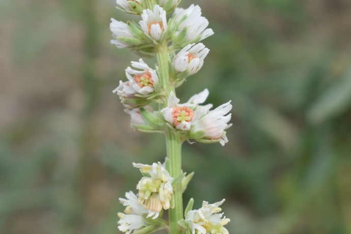 Reseda alba / Reseda bianca
