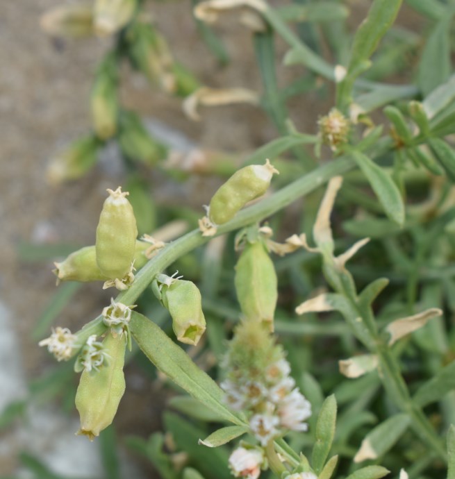 Reseda alba / Reseda bianca