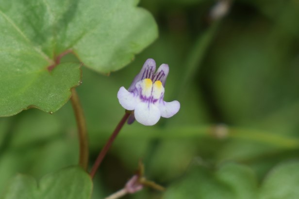 Cymbalaria muralis  (Lamiales - Plantaginaceae)