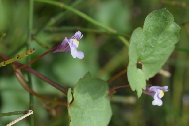 Cymbalaria muralis  (Lamiales - Plantaginaceae)