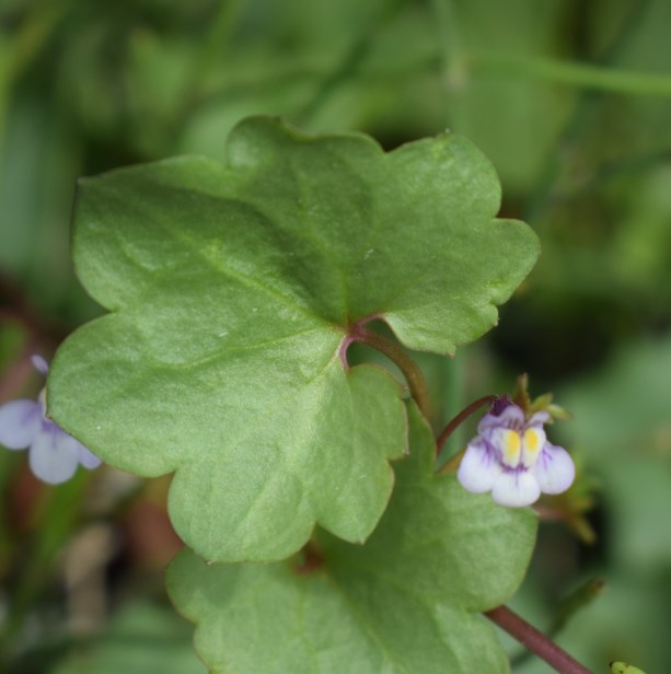 Cymbalaria muralis  (Lamiales - Plantaginaceae)