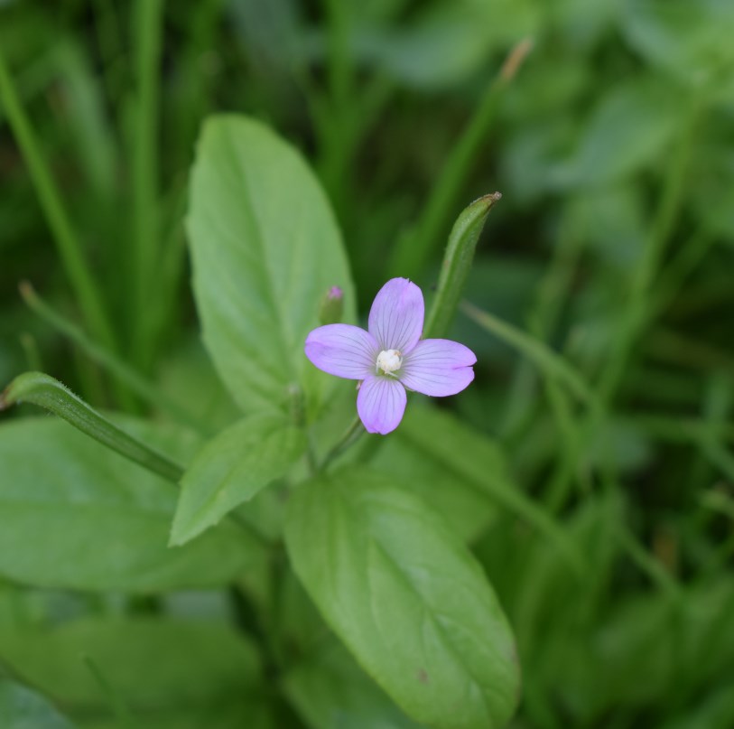 Epilobium sp.