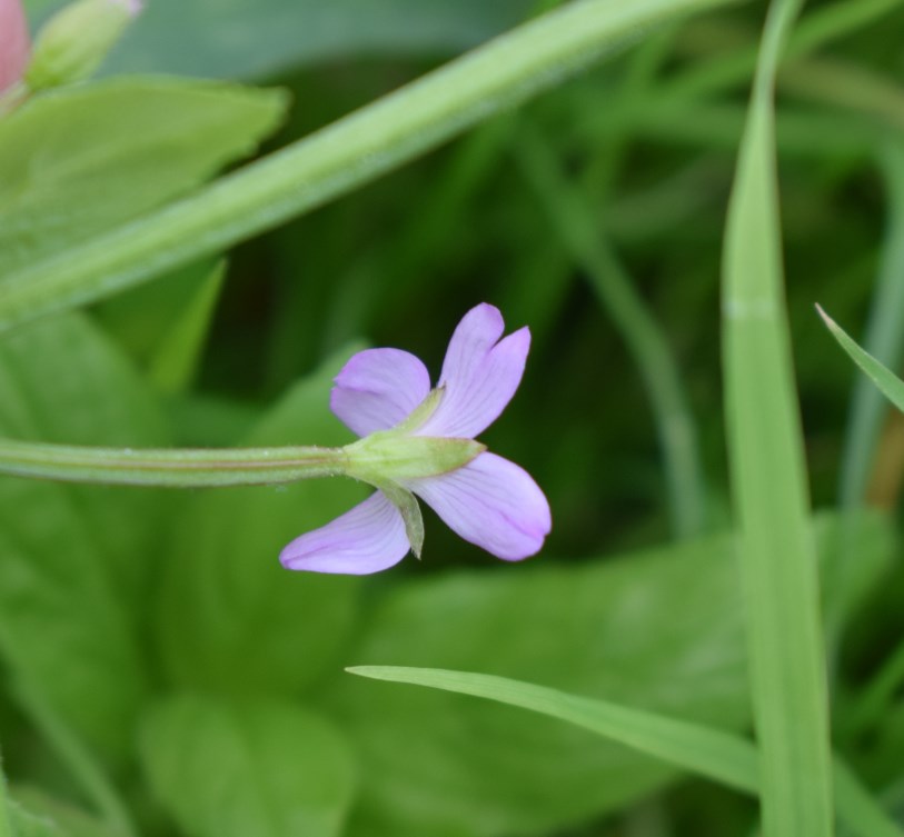 Epilobium sp.