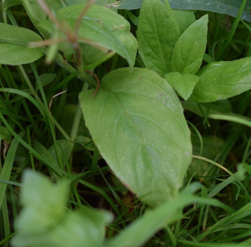 Epilobium sp.