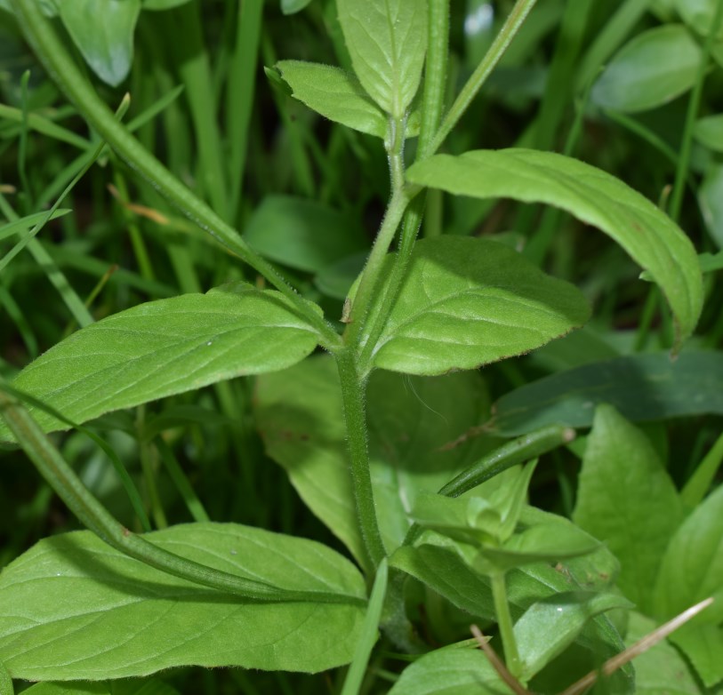 Epilobium sp.