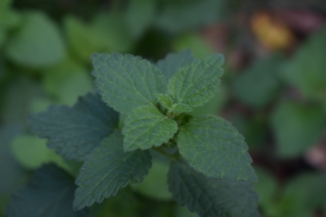 Ballota nigra (Lamiaceae)