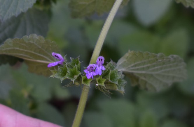 Ballota nigra (Lamiaceae)