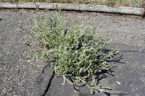 Heliotropium europaeum