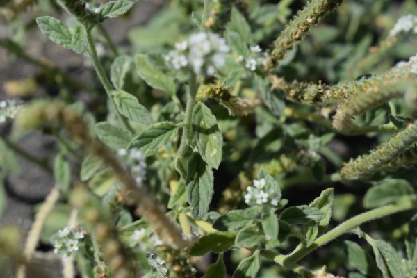 Heliotropium europaeum