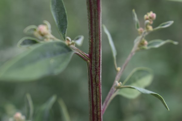 Ambiente ruderale - Chenopodium?