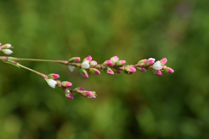 Persicaria hydropiper?