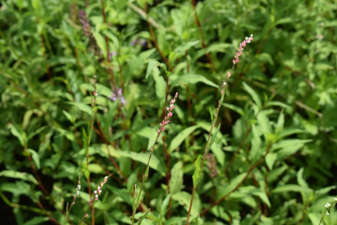 Persicaria hydropiper?