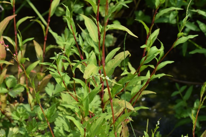 Persicaria hydropiper?