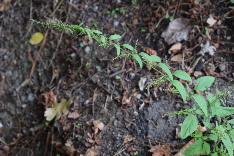 Lipandra polysperma / Farinello polisporo