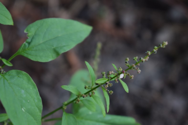 Lipandra polysperma / Farinello polisporo