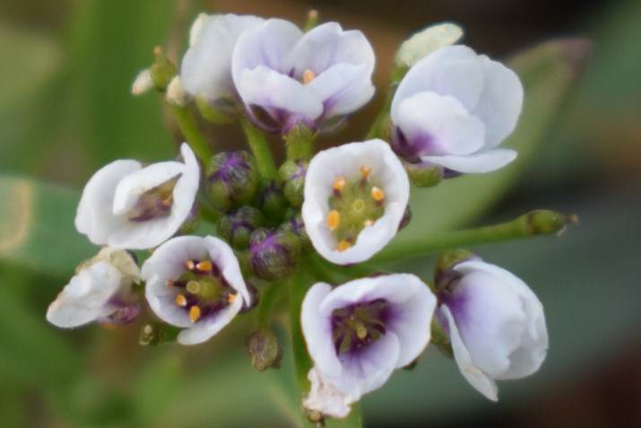 Piccoli fiori viola