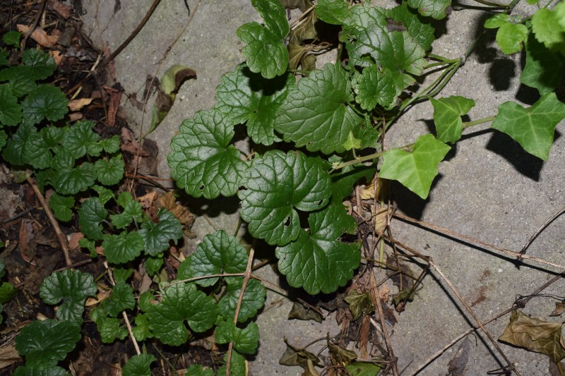Pianta strisciante:  Glechoma cfr. hederacea (Lamiaceae)