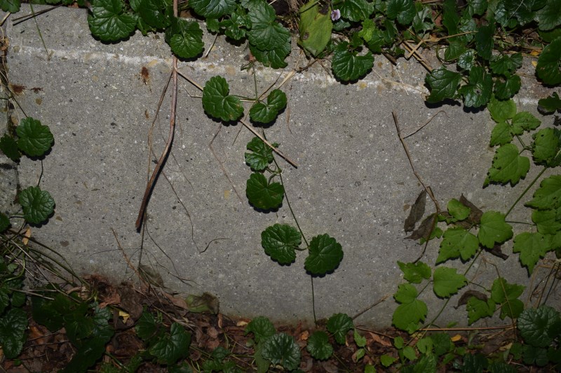 Pianta strisciante:  Glechoma cfr. hederacea (Lamiaceae)