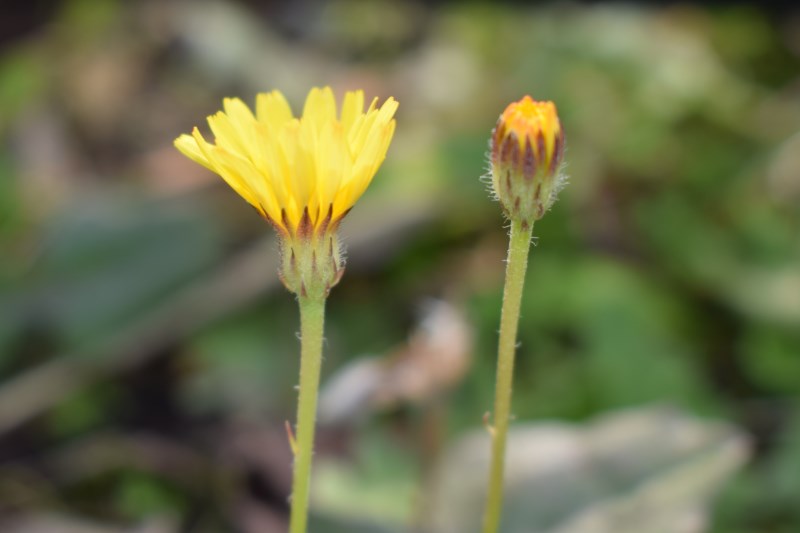 Crepis sp.? Sì, Crepis foetida