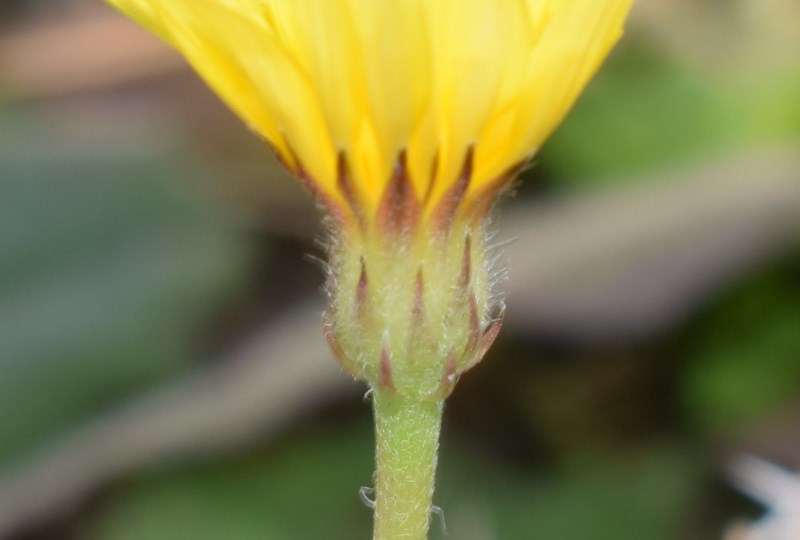 Crepis sp.? Sì, Crepis foetida
