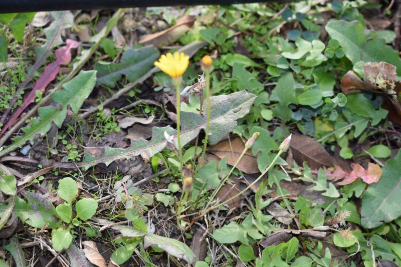 Crepis sp.? Sì, Crepis foetida
