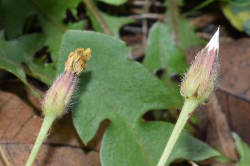 Crepis sp.? Sì, Crepis foetida