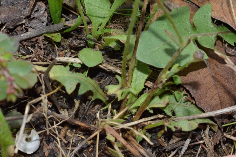 Crepis sp.? Sì, Crepis foetida