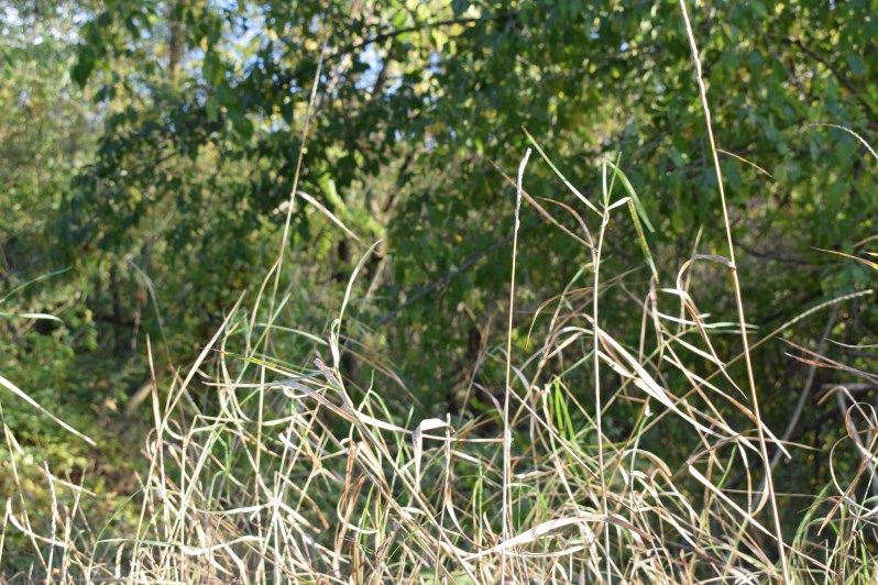 Piccola canna:  Elymus sp. (Poaceae)
