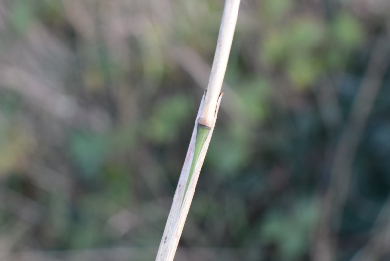 Piccola canna:  Elymus sp. (Poaceae)