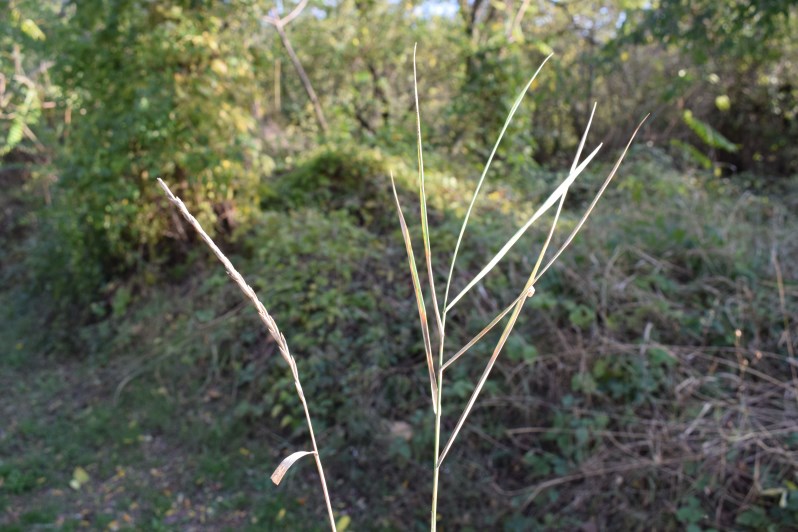 Piccola canna:  Elymus sp. (Poaceae)