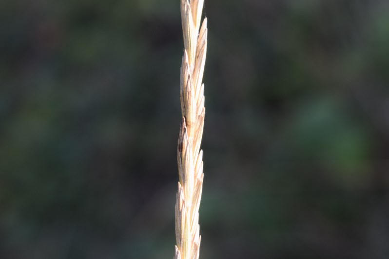 Piccola canna:  Elymus sp. (Poaceae)