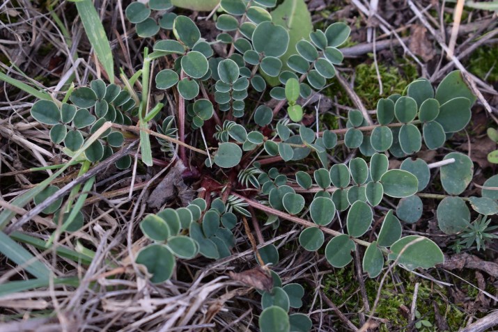 rosetta basale di... Sulla coronaria (Fabaceae)