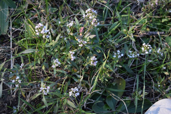 Lepidium graminifolium