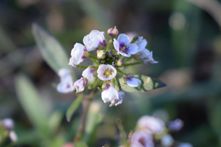 Lepidium graminifolium