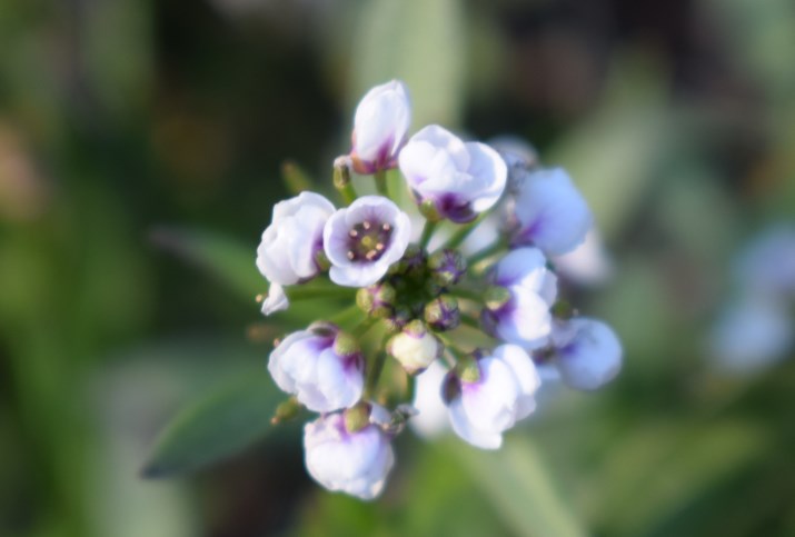 Lepidium graminifolium