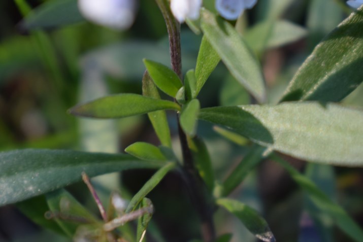 Lepidium graminifolium
