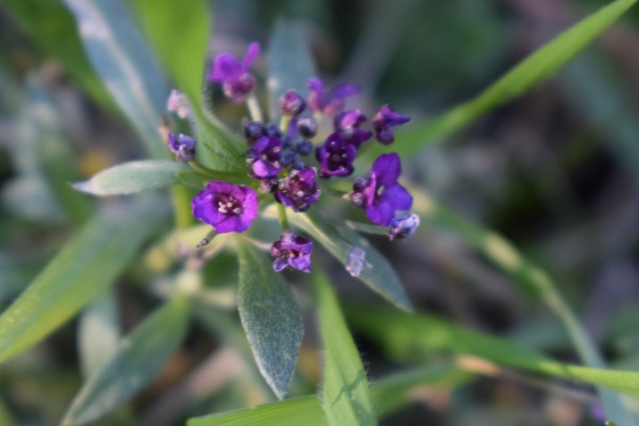 Piccoli fiori viola