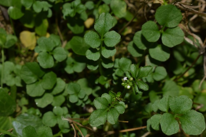 In aiuola condominiale:    Cardamine hirsuta