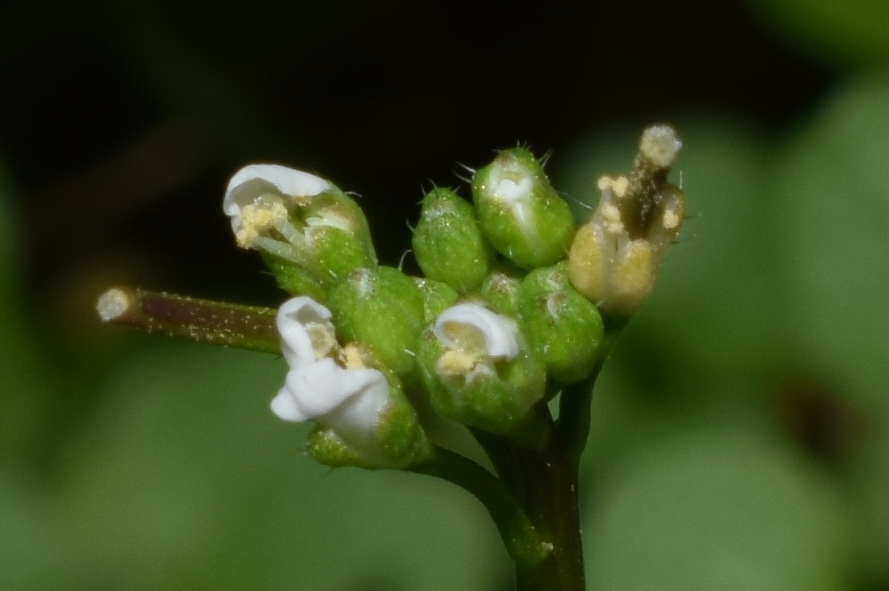 In aiuola condominiale:    Cardamine hirsuta