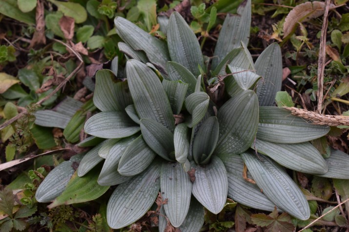 Rosetta glauca