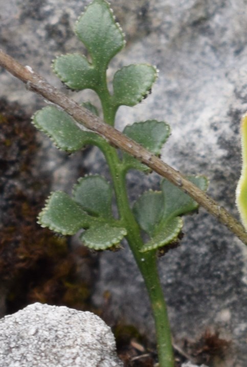 Piante di roccia: Primula auricula e Asplenium ruta-muraria