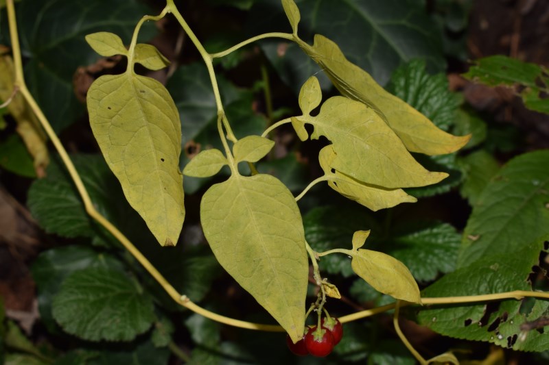 Rampicante, bacche rosse:  Solanum dulcamara