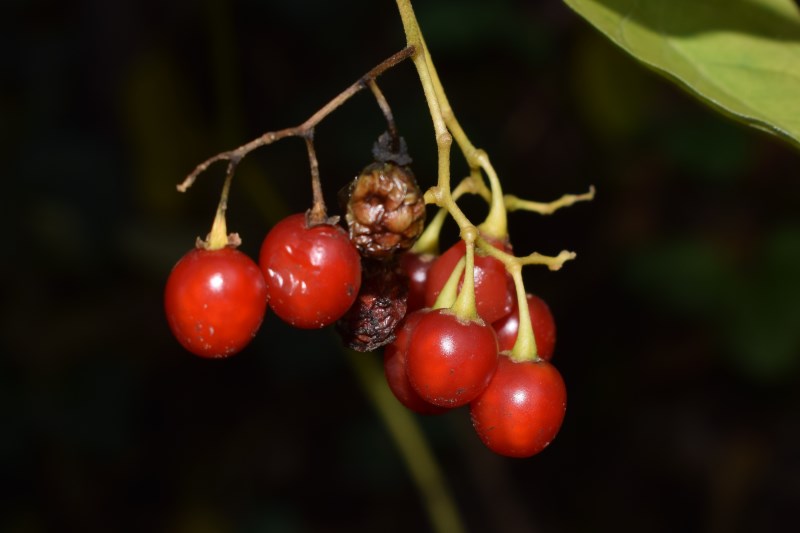 Rampicante, bacche rosse:  Solanum dulcamara