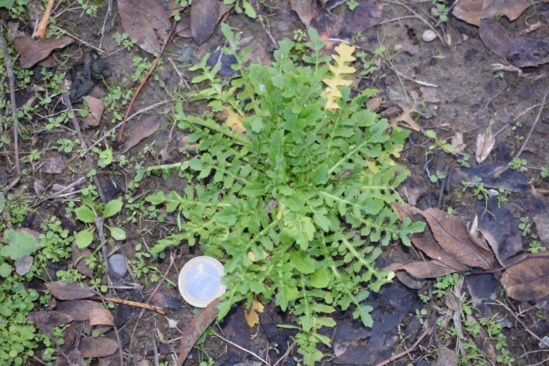 Rosetta basale: Papaver rhoeas ? Crepis bursifolia ?