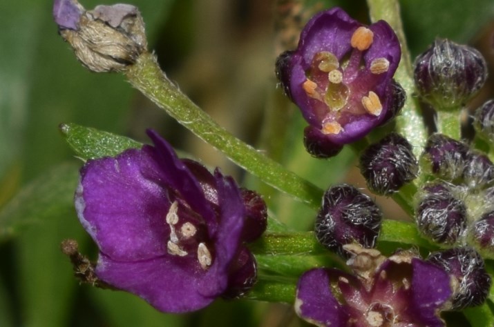 Piccoli fiori viola