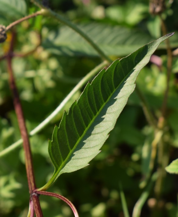 Identificazione Bidens