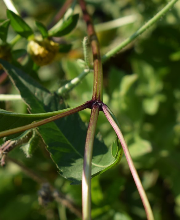 Identificazione Bidens