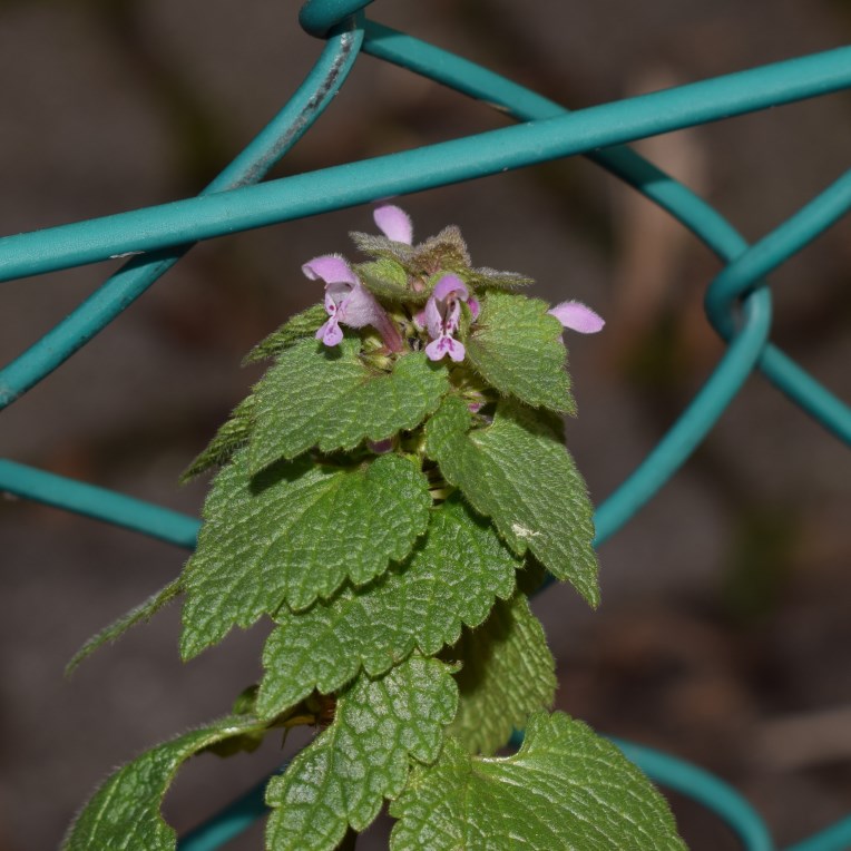 Quale lamiacea? Lamium purpureum
