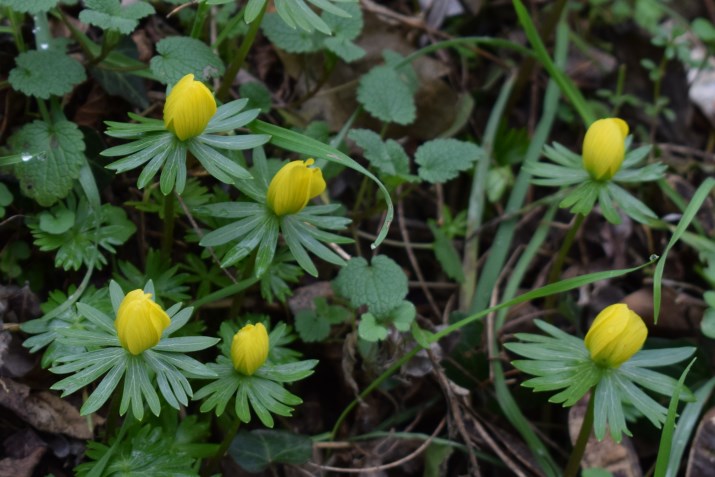 Eranthis hyemalis?  S !
