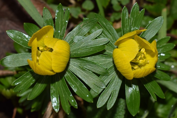 Eranthis hyemalis?  S !